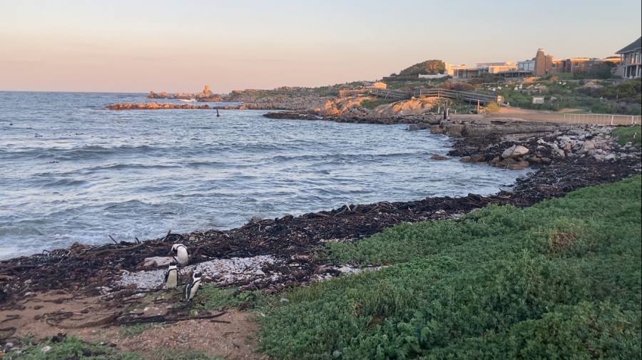 0 Bedroom Property for Sale in Bettys Bay Western Cape